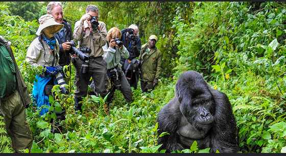 Conservation successes supporting gorilla and chimpanzee tourism