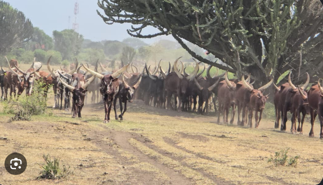 Nearly 1,000 Cattle Die in Kasese Due to Prolonged Drought